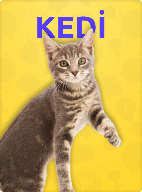 Kedi Aksesuarları