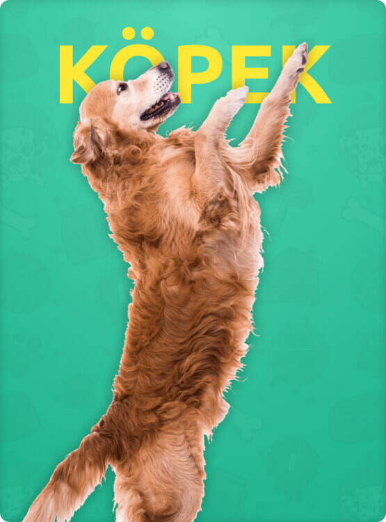 Köpek Aksesuarları